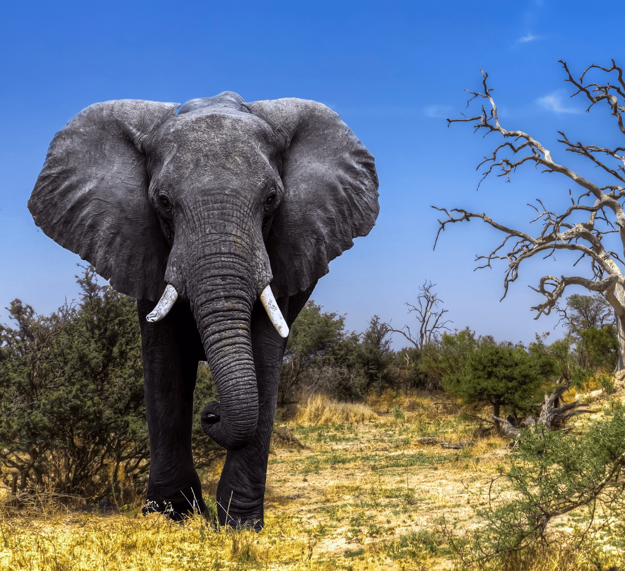 Botswana