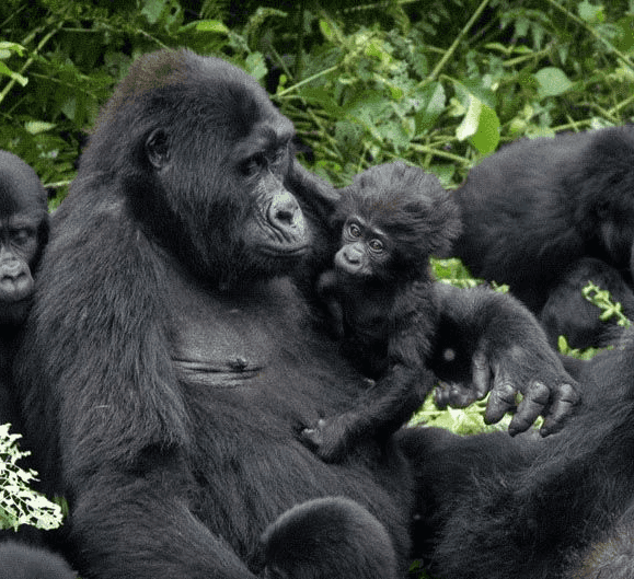 Uganda